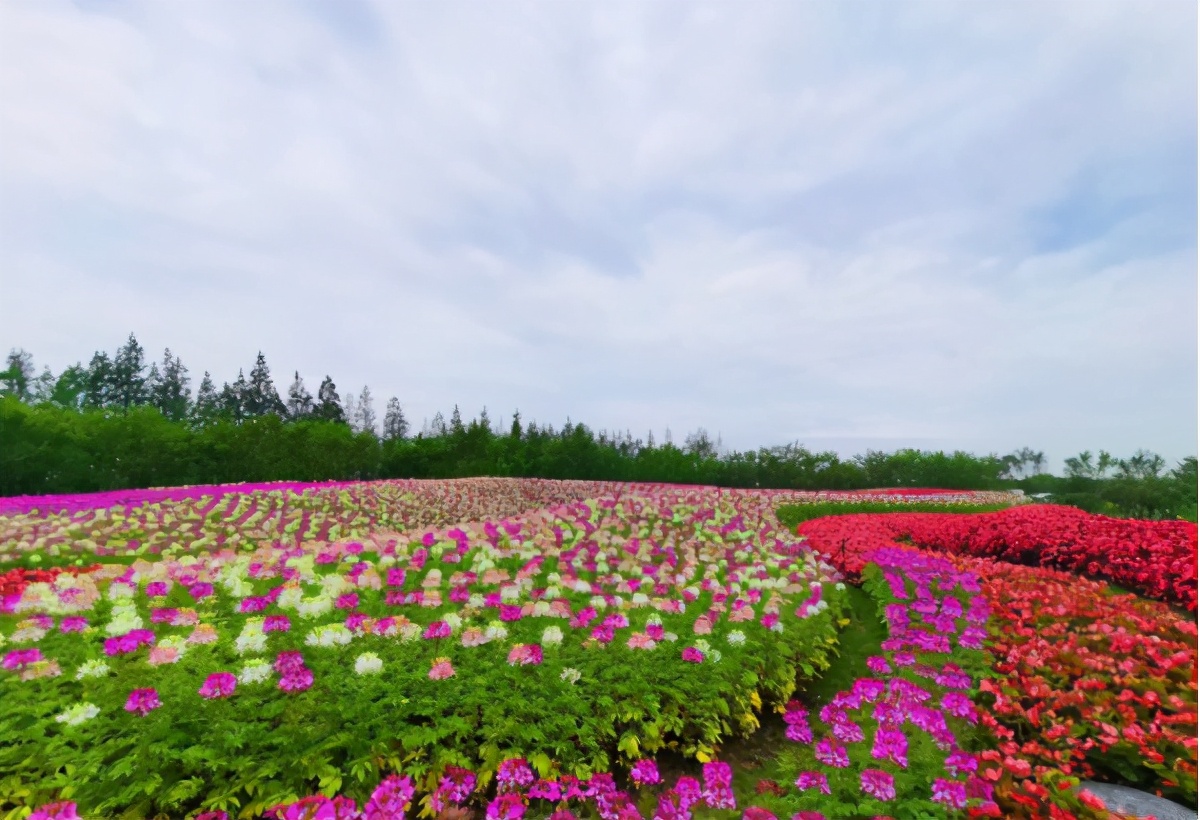 第十屆中國花卉博覽會，江蘇園茉莉花開中國夢