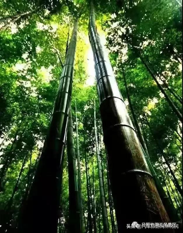 日照高端纯享1日游，海鲜宴，每人赠送鲍鱼1只，99元/人