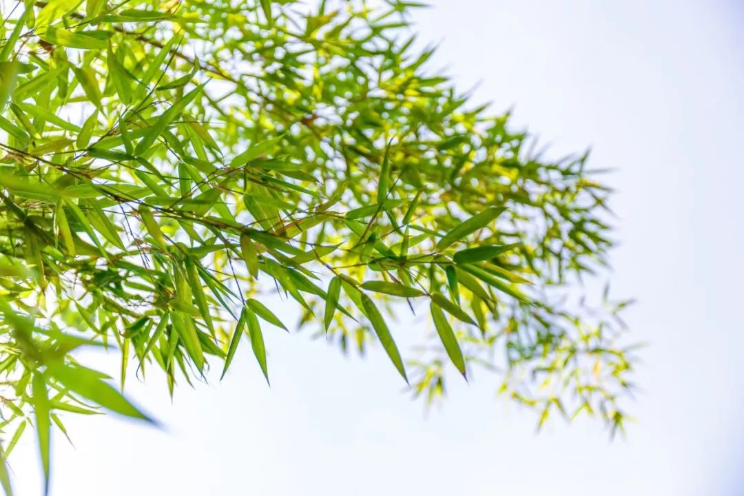 描写竹的诗有哪些，借助竹子赞美人物气节的诗