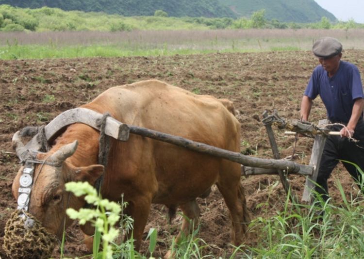 为什么农村杀牛时，要蒙住牛的眼睛？听听农民