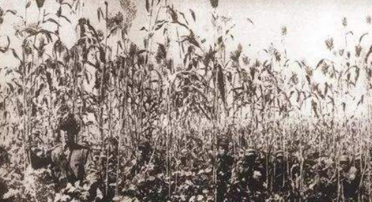 警卫员投靠日军血债累累，我军锄奸定妙计，杀