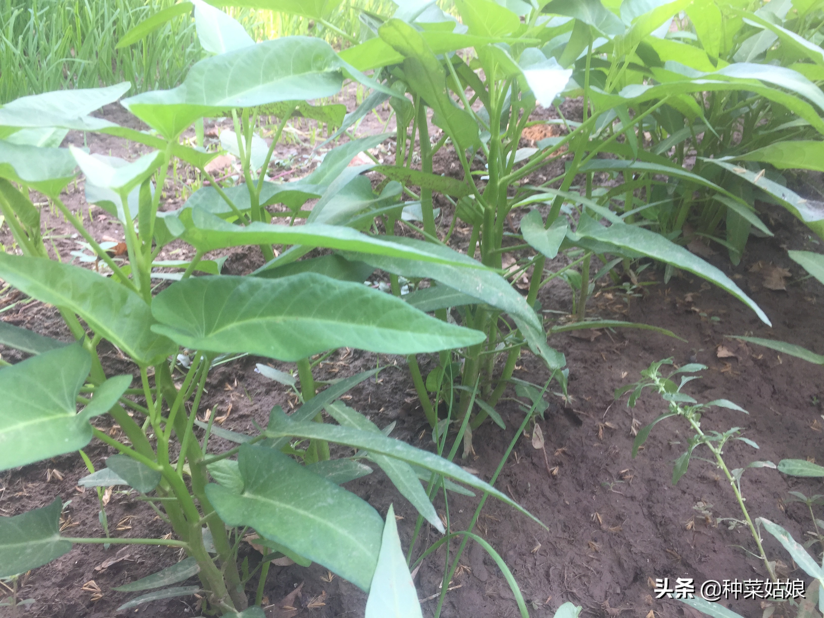 種植空心菜怎樣長得快 掌握這些方法 空心菜越長越多吃不完 種菜姑娘 Mdeditor