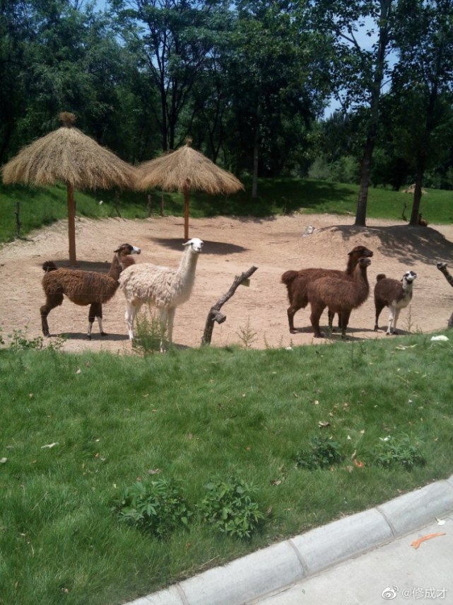 “夺笋”呢！两家游客在动物园打群架！官方：引起动物效仿