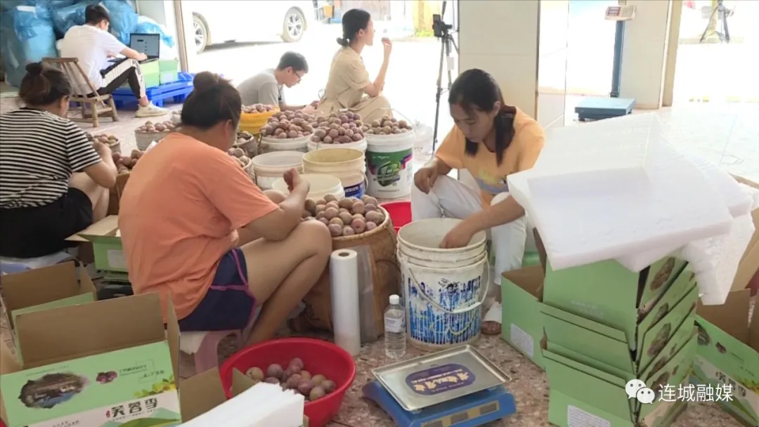 连城四堡：村企“牵手”促产业发展 雾阁村电商直播基地助力芙蓉李销售