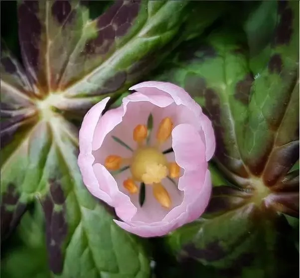 160種· 奇花異草,絕對有你沒見過的! 「下部分」