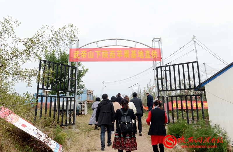 摘蘋果啦,！合陽武帝山下首屆蘋果采摘節(jié)開幕（組圖）