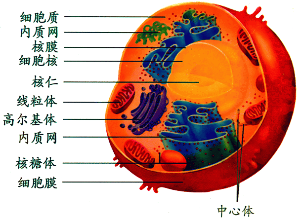 复杂的芯片都可以制造，为什么一粒米却造不出来？