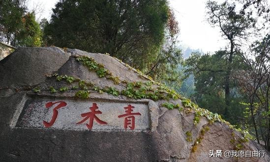 春暖花开阴霾散，清明赏樱登泰山。