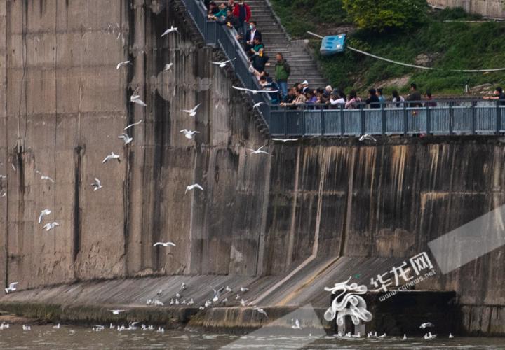 重庆两江交汇处成红嘴鸥乐园 这些待客之道需知道