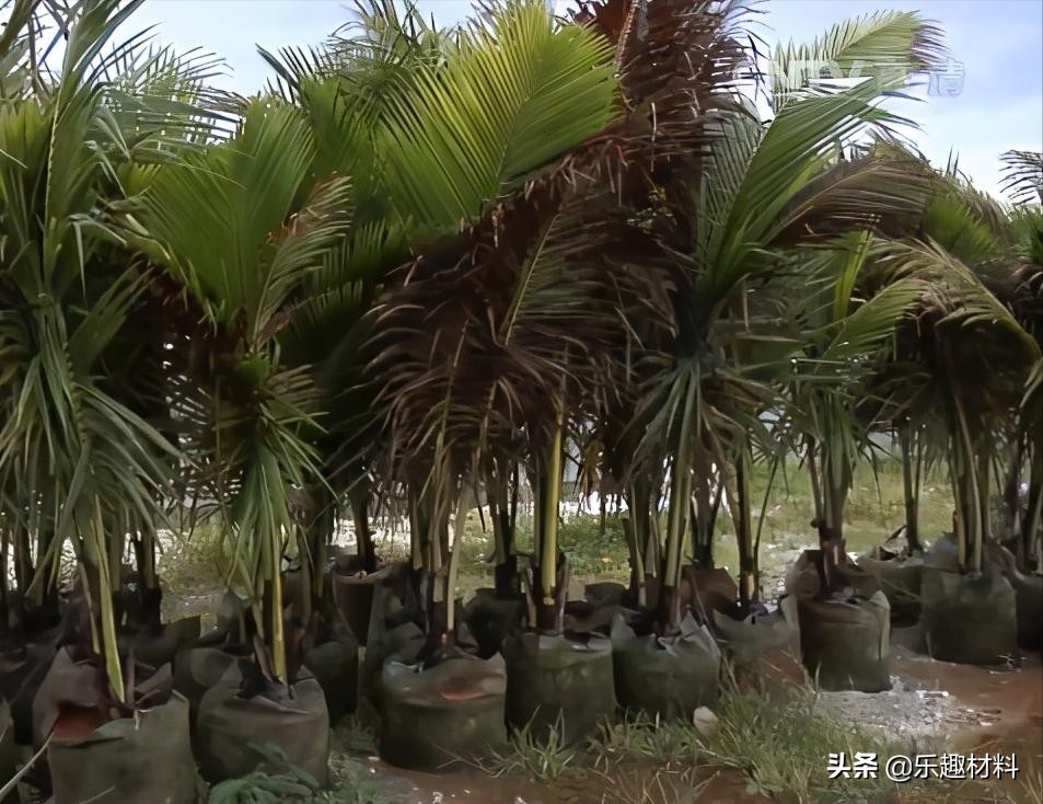 150�������ȴ�ֲ��������ɳ�����󵺼���ת�����������Ȼ��