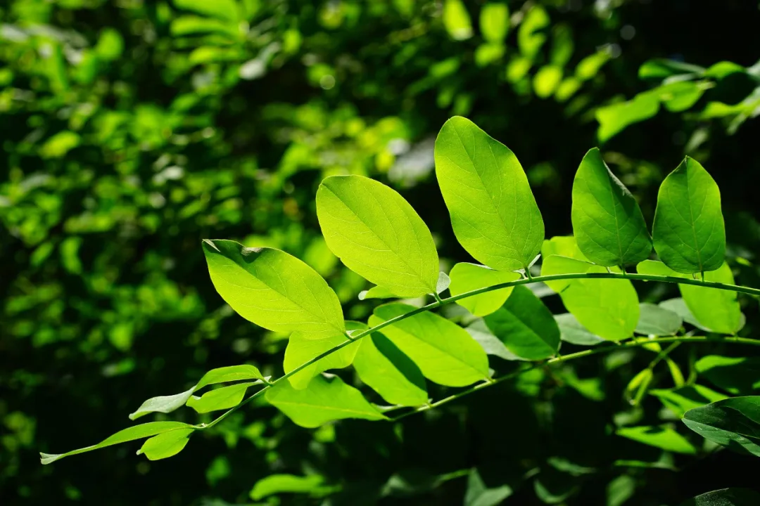 基于光合作用原理，葉綠素也能制備太陽(yáng)能電池