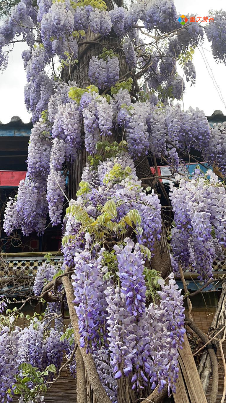​重庆小两口环游中国：在泸沽湖被冻得发抖，只能吃自热锅和泡面
