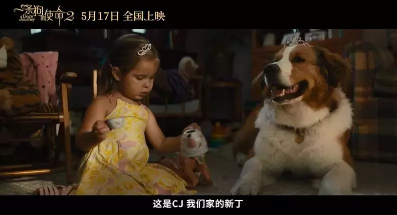 准备好纸巾!「一条狗的使命2」来了
