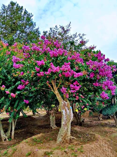 花終わり の アップルグリーン エキナセア バレンギク バレン菊 世界初 八重咲き 切り花 地植え 宿根草 山野草 最新品種 緑 耐寒 草花 最大79 Offクーポン 最新品種