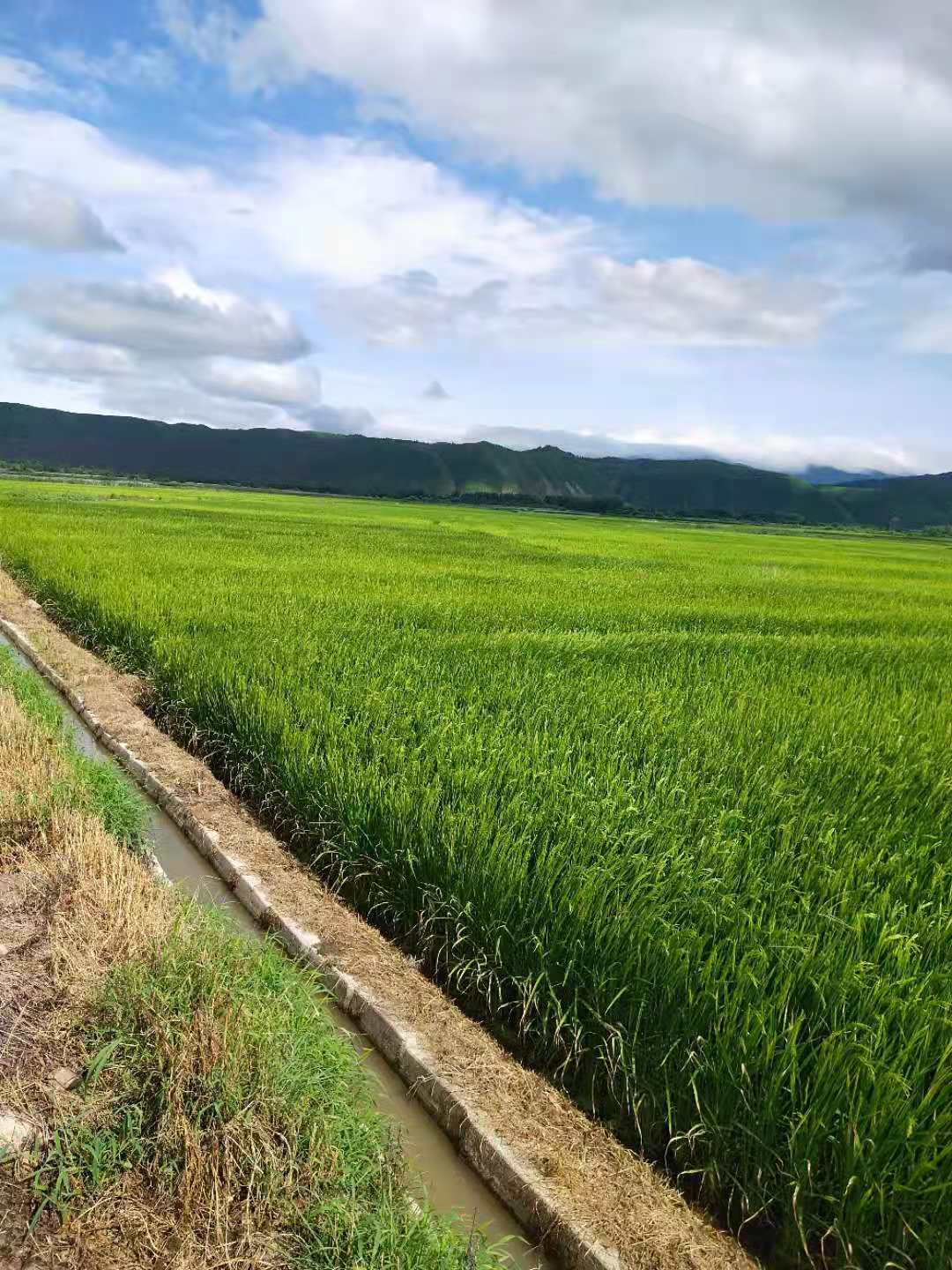 天然选择 天然健康——龙井市开山屯镇国山玉米种植家庭农场