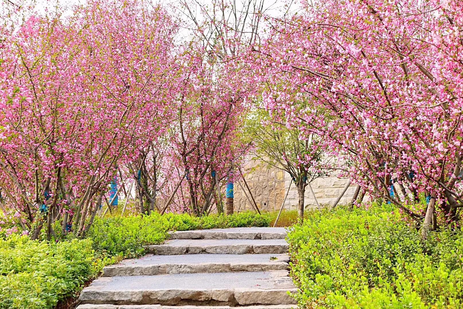 三月 春风吹拂 海棠花开 W清清的河水 Mdeditor