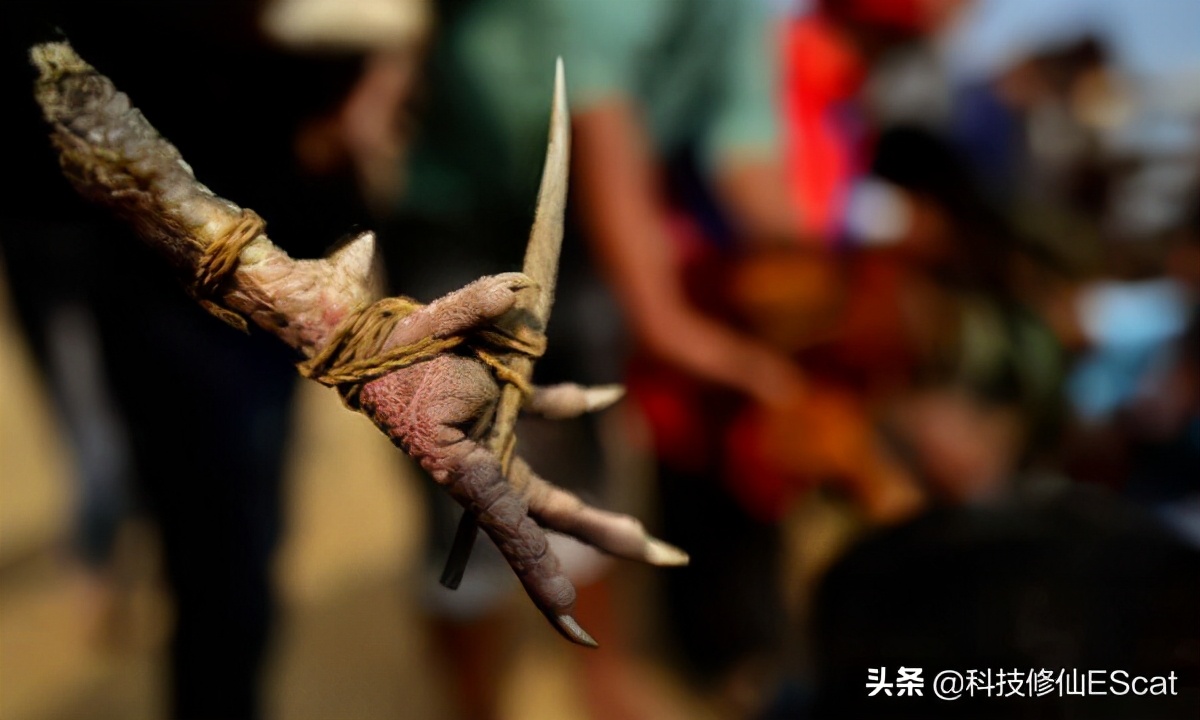 一印度男子参与斗鸡，意外被鸡伤了性命。斗鸡
