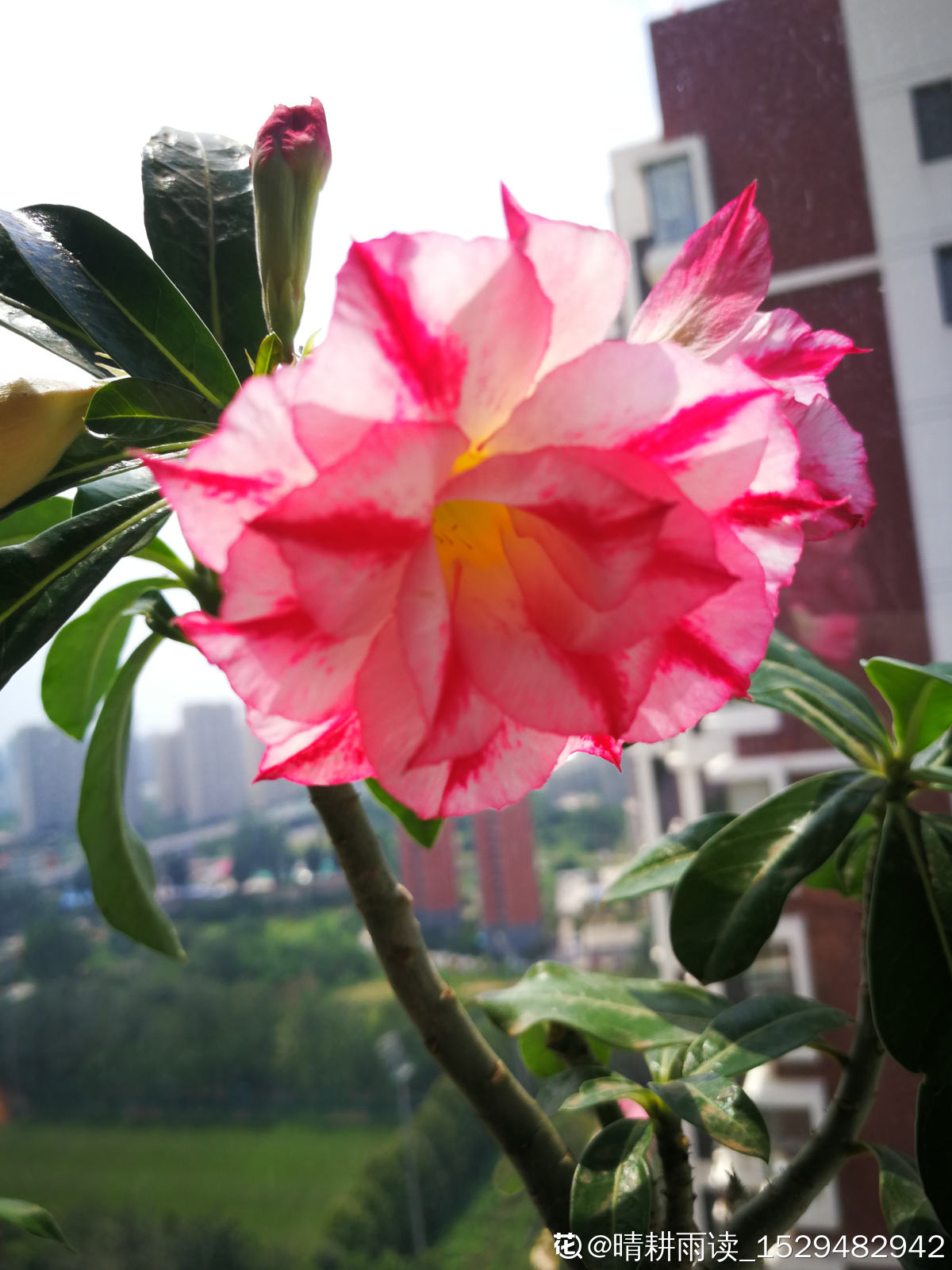 8月開得最好的9種花 養了就能開 做8月最靚的花 花花優選 Mdeditor