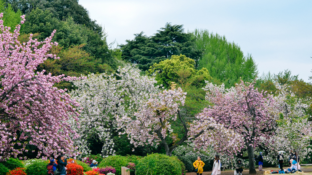 日本中心地区还有这么大片樱花林这也太美了吧绿意盎然
