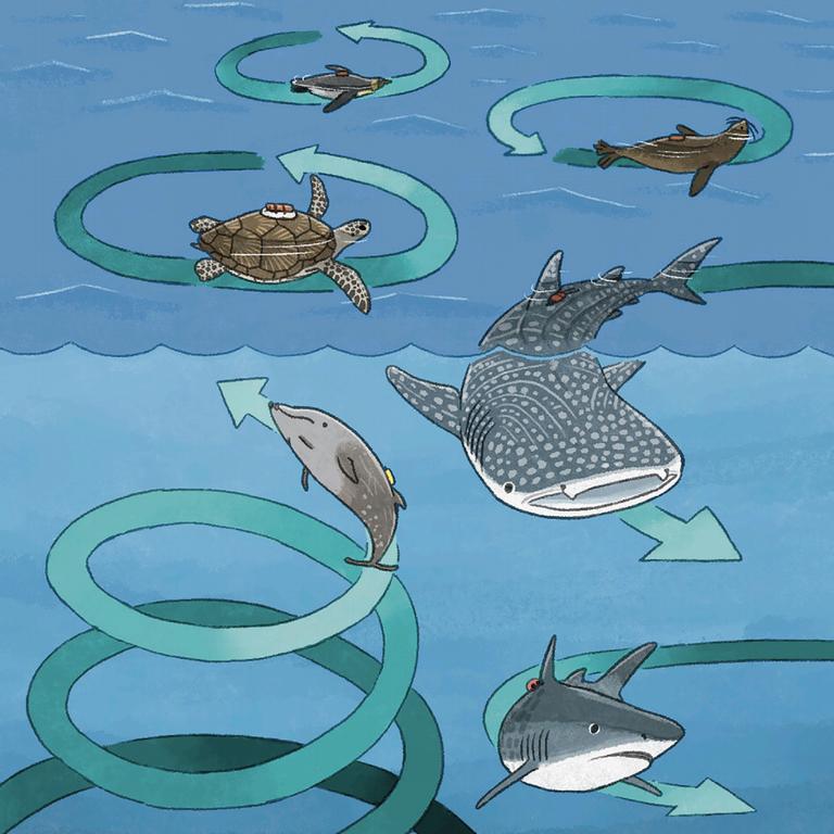 海洋動物集體“中蠱”，頻發詭異行為