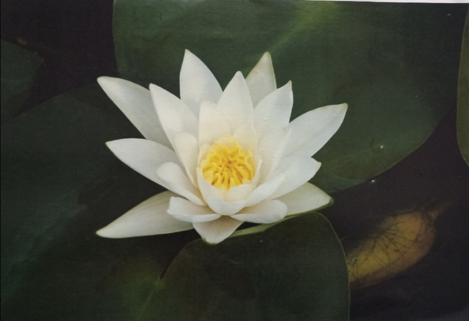 小白莲是什么意思 白莲花是什么意思 教你如何辨别白莲花 上海轩冶木业有限公司
