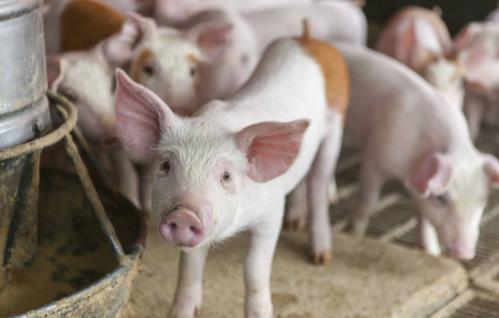 大学生回村养猪？养殖真的挣钱吗？