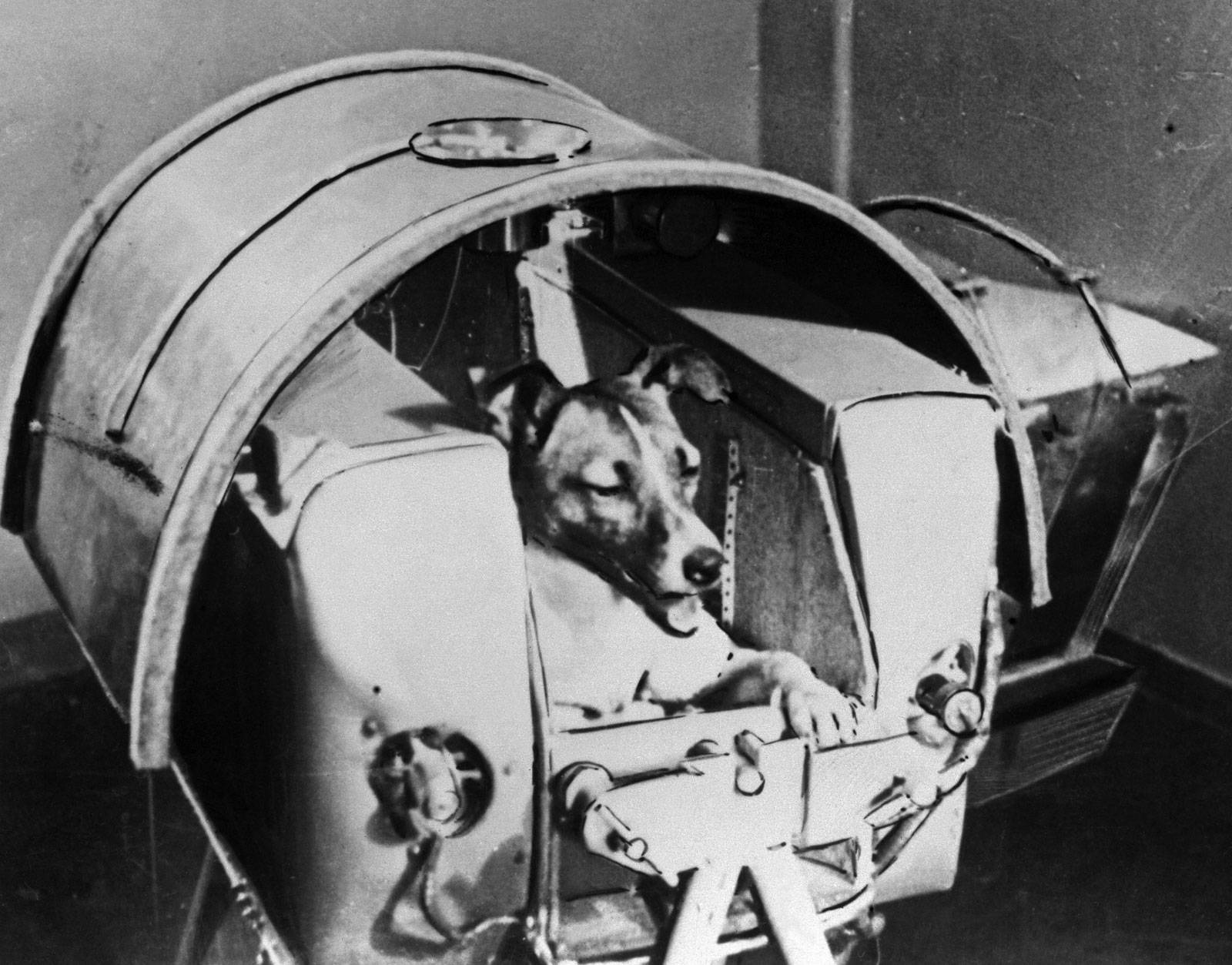 第一只进入太空的狗，在宇宙飘了63年，人类为何要毒死它