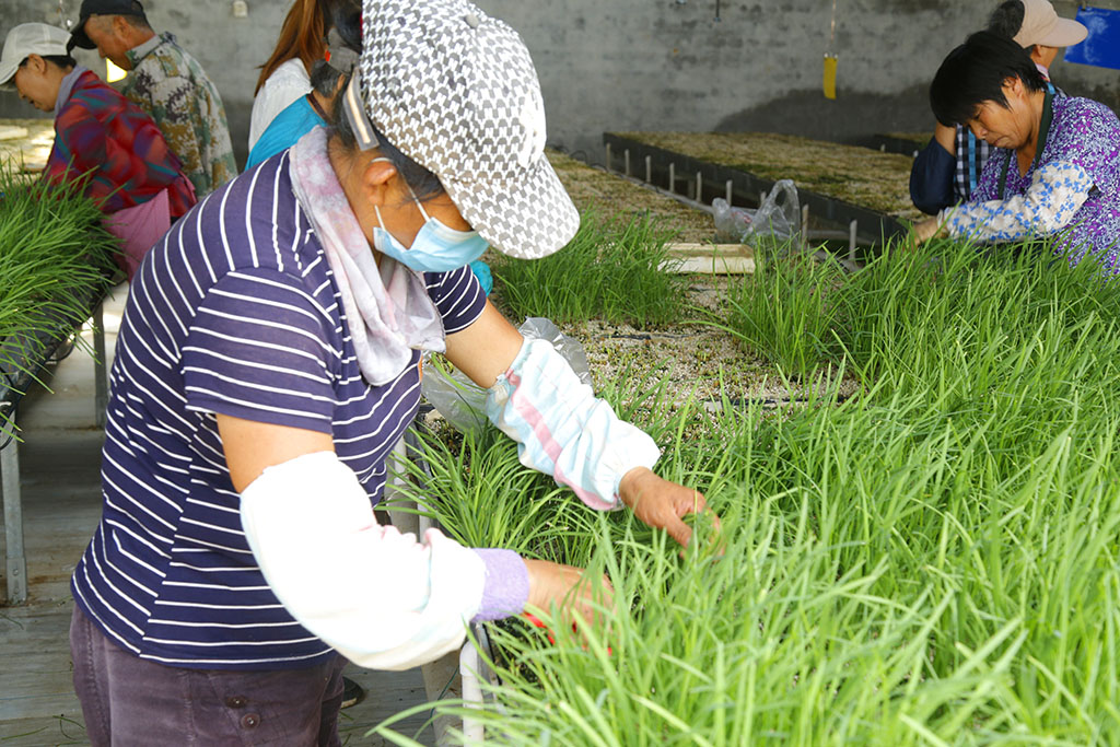 好山好水科技种田，水培蔬菜就是好