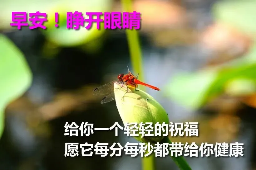 早上好祝福语优美句子图片 唯美早上好动态表情包图片