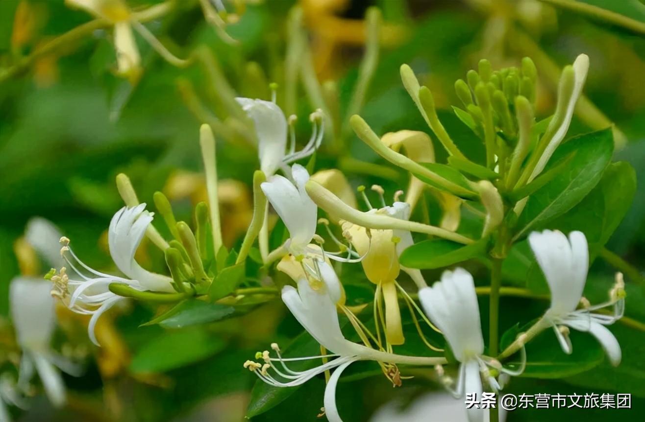 花仙谷中草药园景观全新升级！中医药研学新亮点