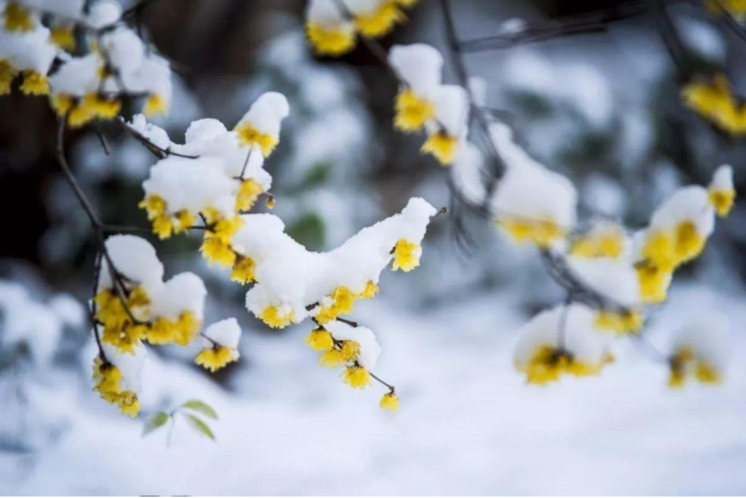 春雪初消好问程，十首春雪的诗词，看银装素裹如画风景-第10张图片-非凡网