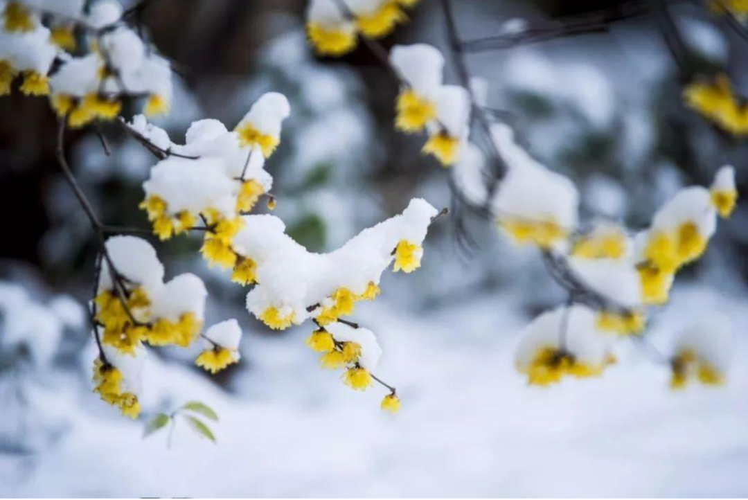 春雪初消好问程，十首春雪的诗词，看银装素裹如画风景-第10张图片-诗句网