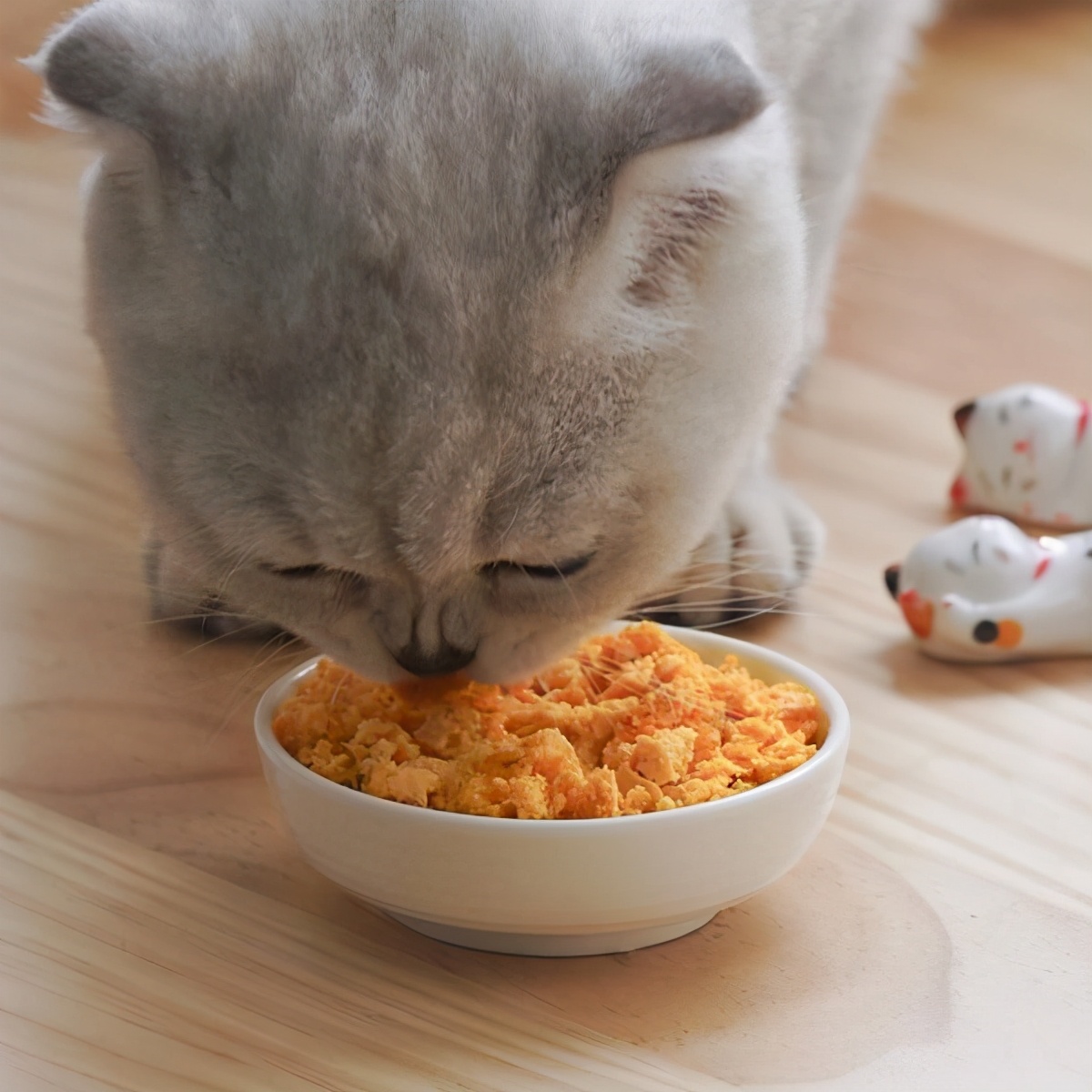 除了喂猫粮，你还可以给猫咪喂这些食物