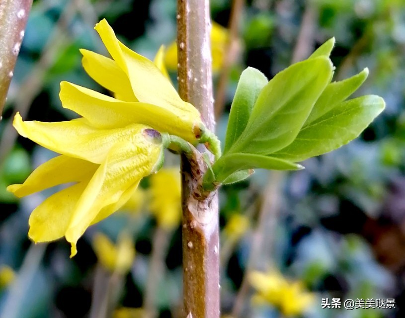 正月 美丽娇艳的连翘花盛开了 二十张连翘花图片 美的令人喜欢 美美哒景 Mdeditor