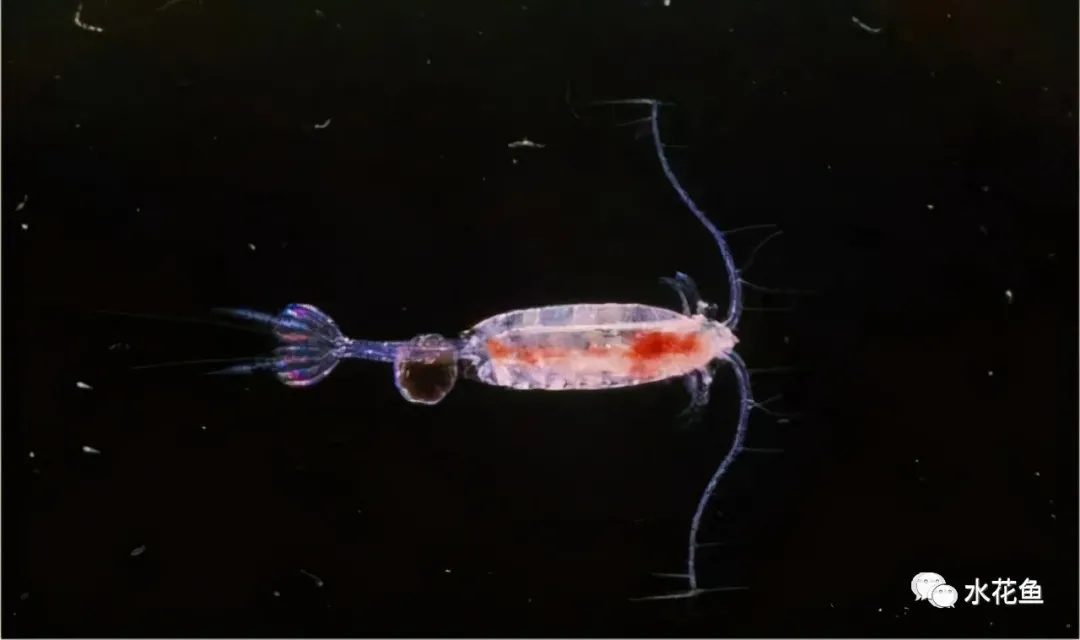 浮游动物与水产养殖:不能多也不能少,保障水生态系统的生物平衡