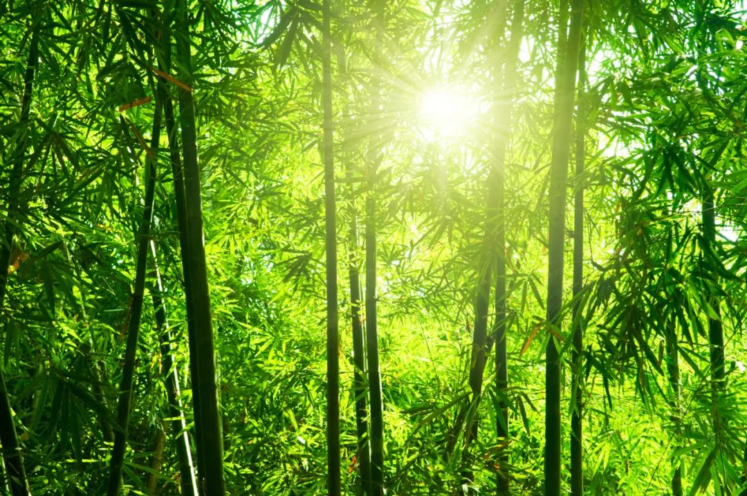 夏天最美的九个瞬间：风，满座凉；莲，入梦香-第1张图片-非凡网