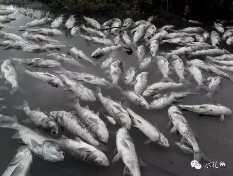 大批量鱼突发性死亡是怎么回事