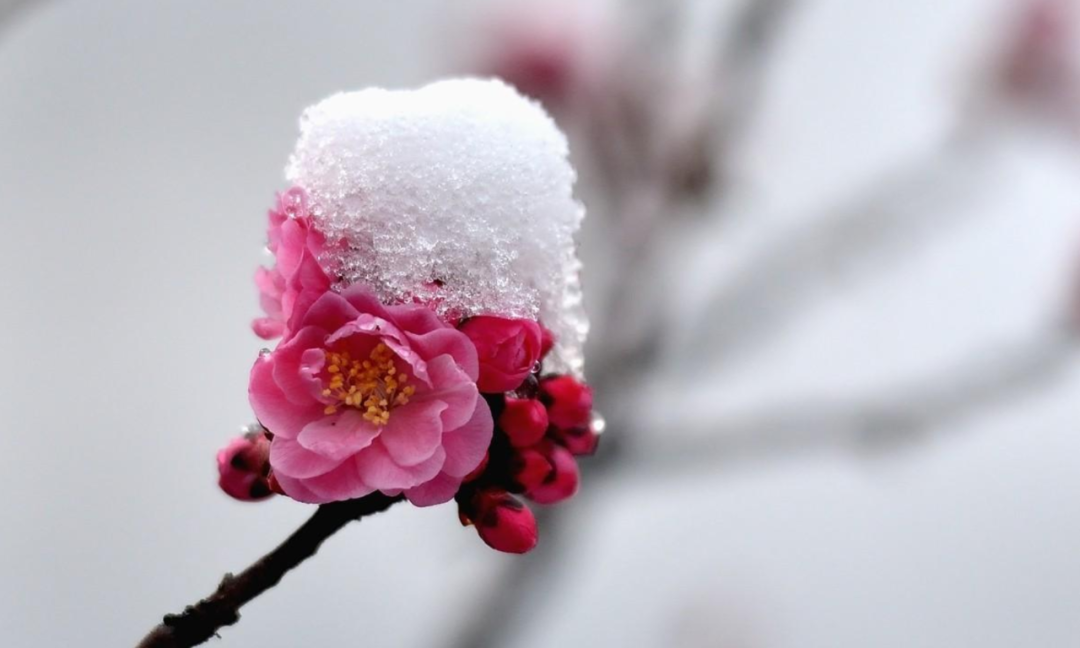 十二首寒梅的古诗词，见证梅花的不畏严寒，傲霜斗雪！​-第9张图片-非凡网