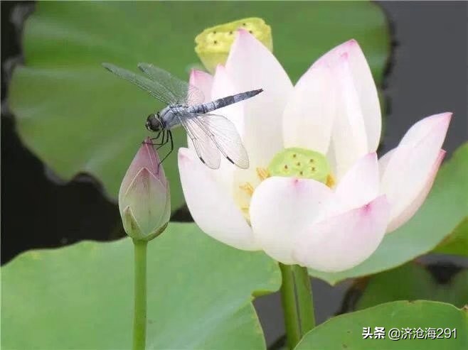 晏几道一首小众《鹧鸪天》，格调高雅，旖旎中的一股清流-第3张图片-诗句网