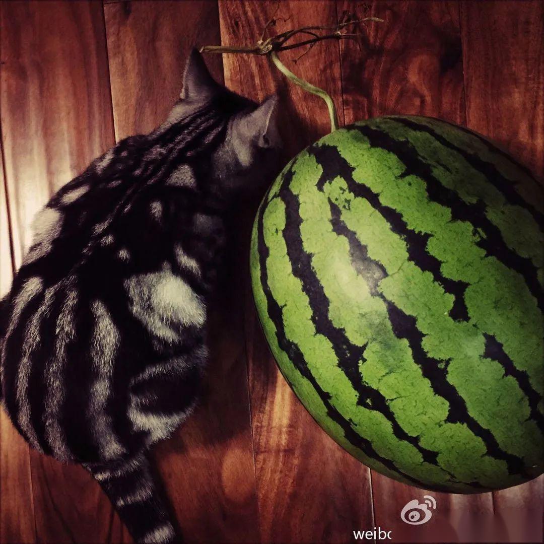 西瓜是热量很高、糖分最多的水果？其实真的是