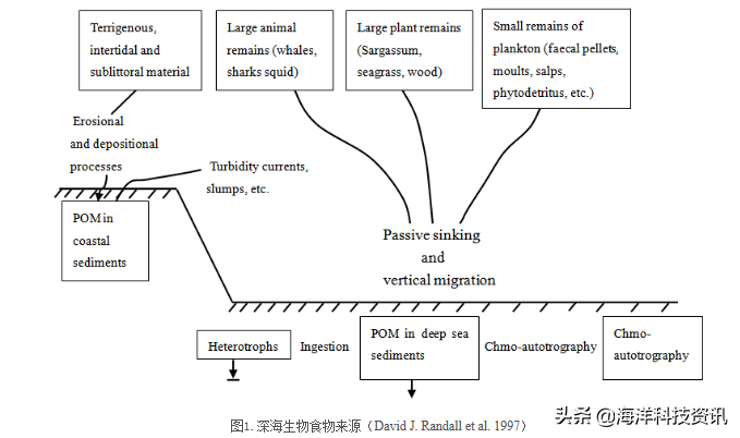 深海獅子魚(yú)－神秘的超深淵居民