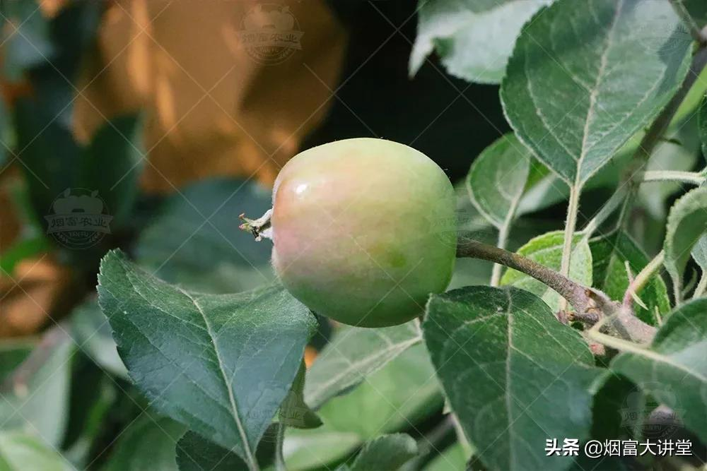入夏雨水频繁 打好苹果套袋前第三遍药