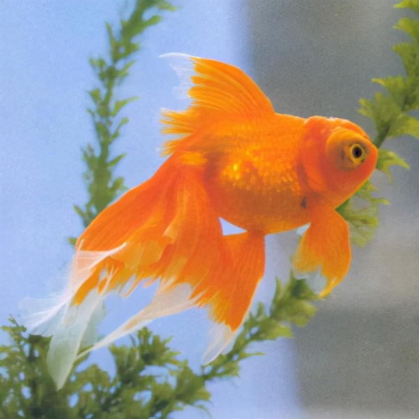 漂亮的金鱼欣赏108种