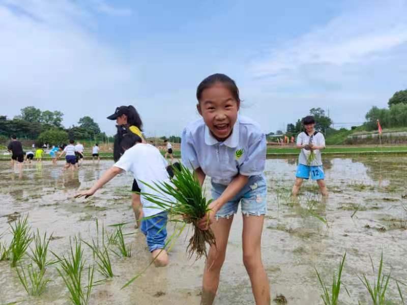 新晃晃州镇第三完全小学田里头的“农耕研学”(图2)