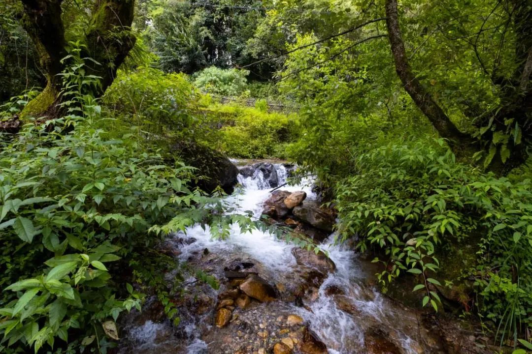 硬核！央视《味道》拍摄在腾冲完美收官！