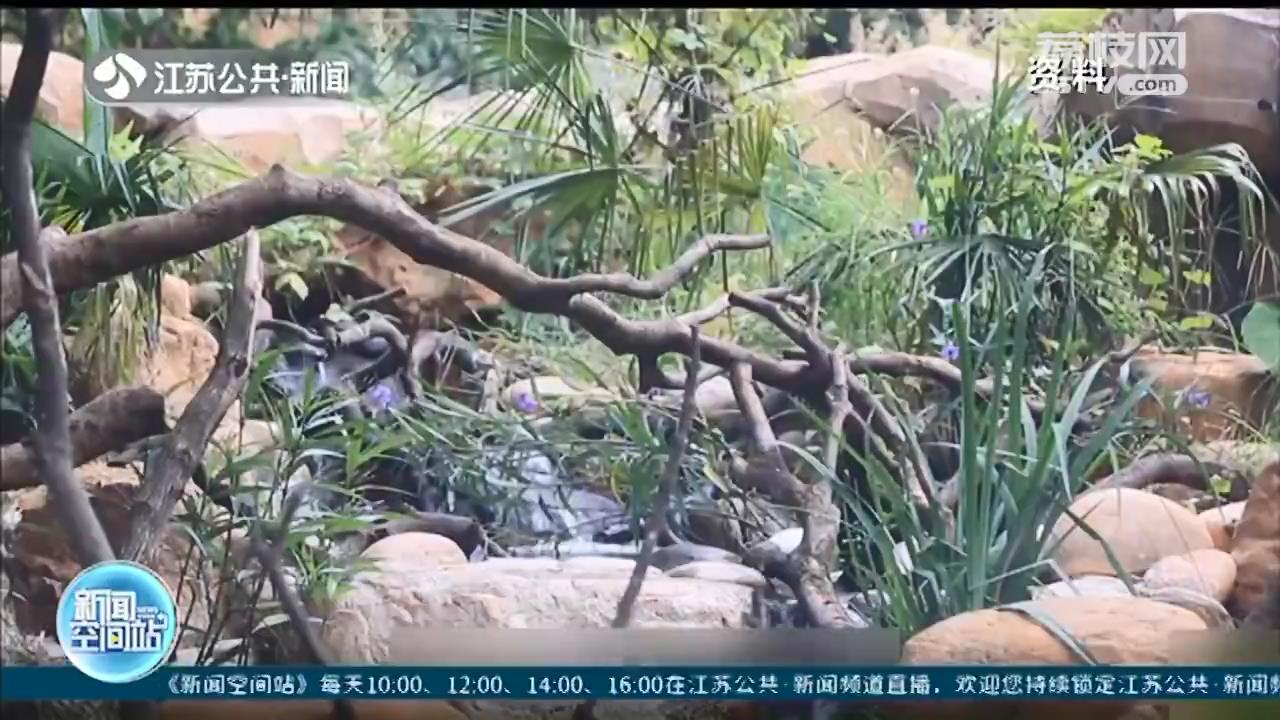 南京红山森林动物园添新区 给“迷路”的本土野生动物找个家