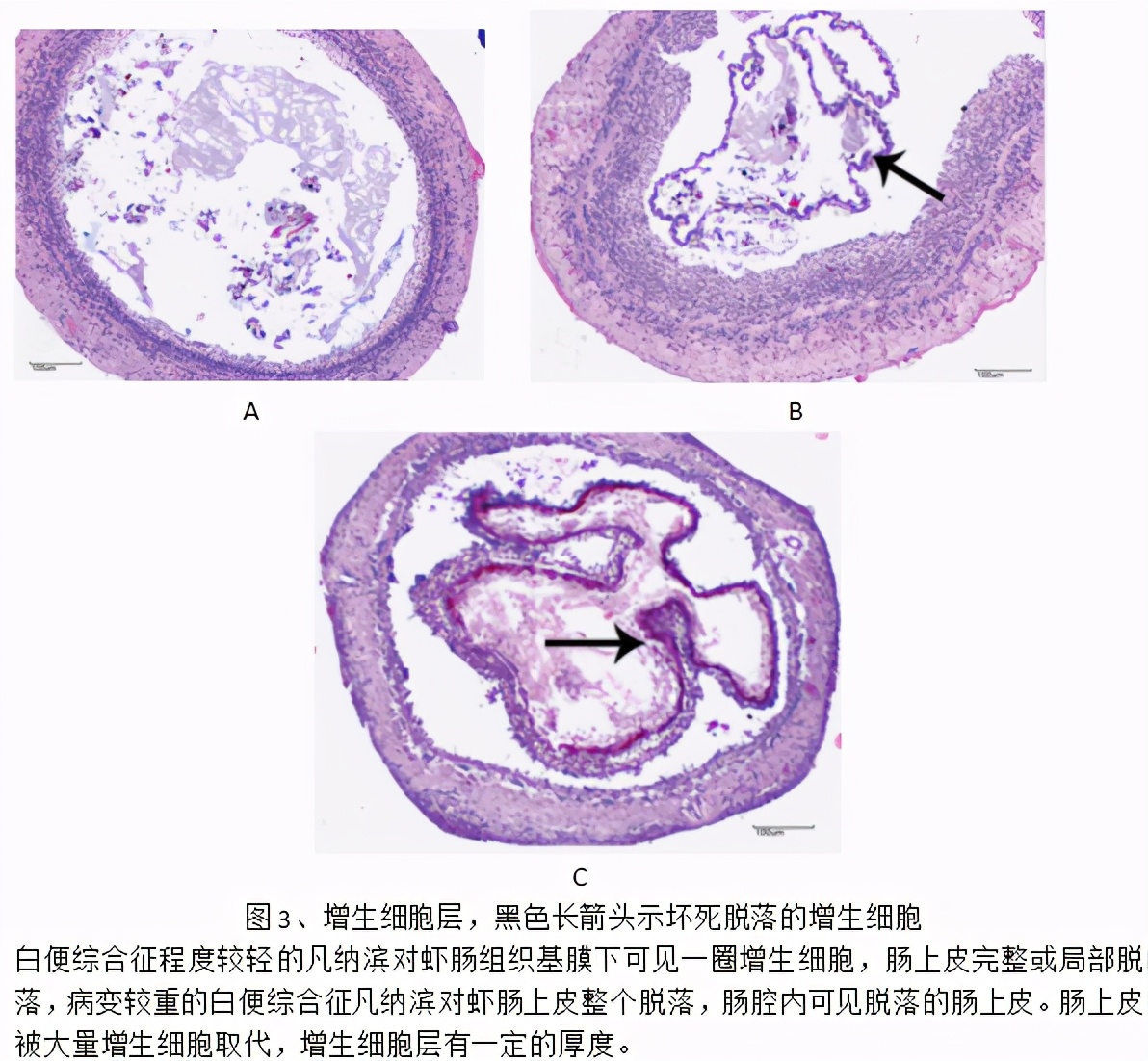 解析對蝦“白便”的防與治：斷腸空腸，漂浮著白色線狀黏性糞便