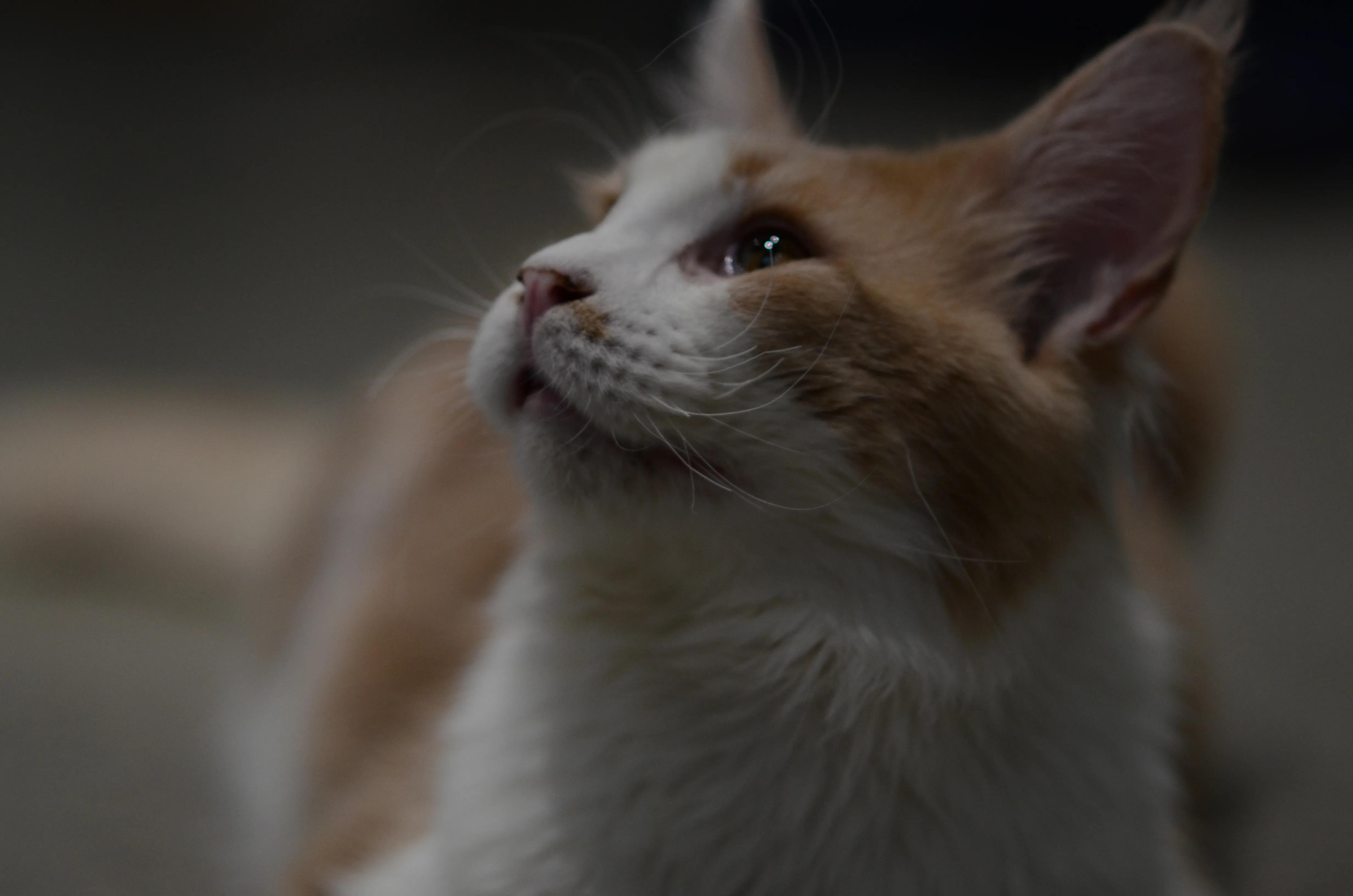 宠物拍摄猫咪篇