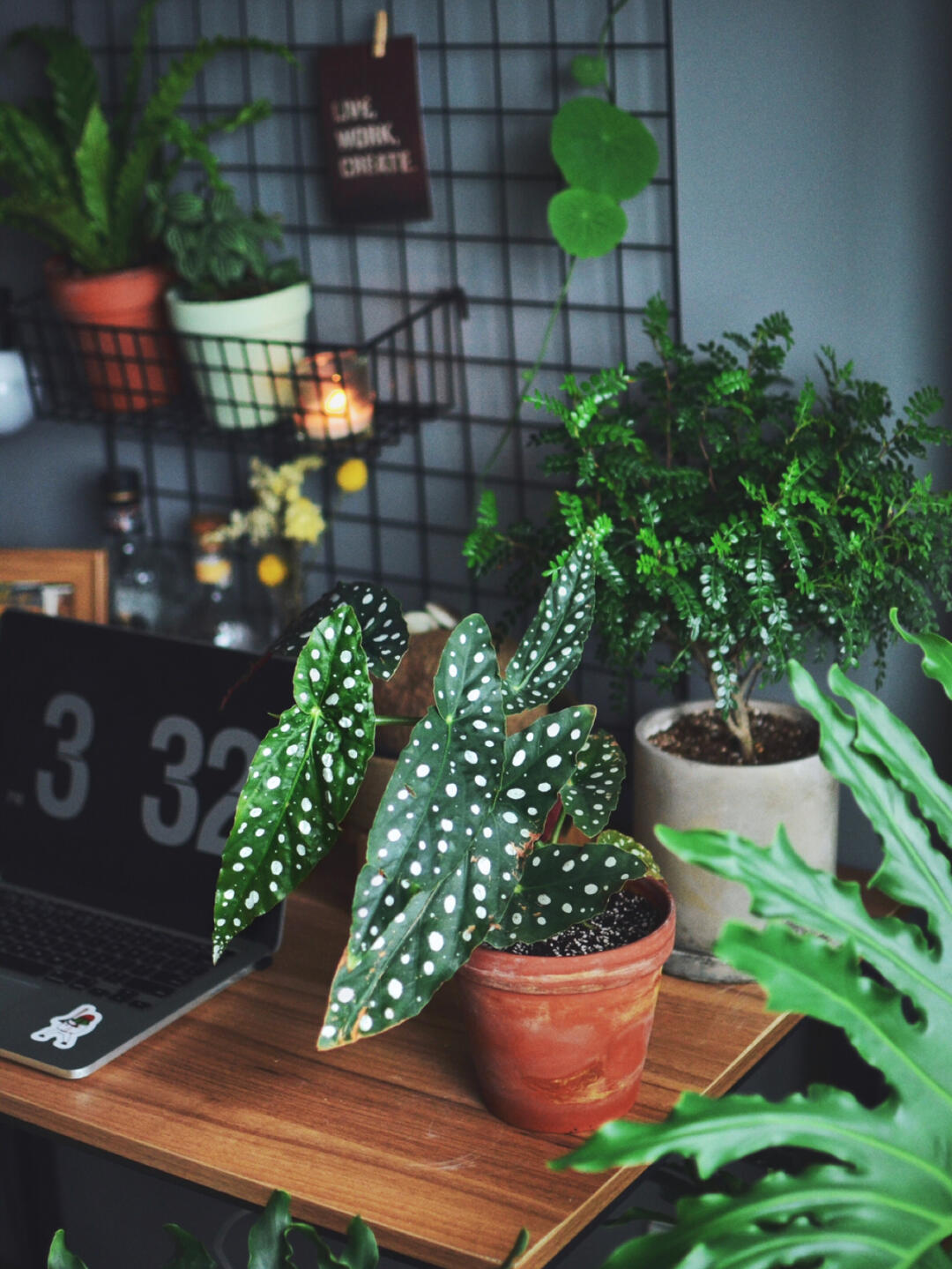 家裡光線不足 這5款耐陰植物就很適合 挑選你最喜歡的一款 小小花蟲i Mdeditor