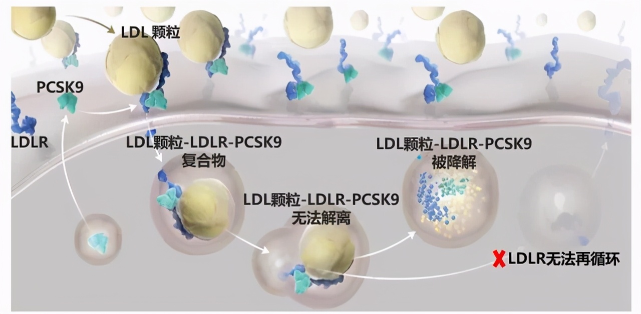 降胆固醇的针剂可不是“高血脂疫苗”，产生抵抗力就麻烦了